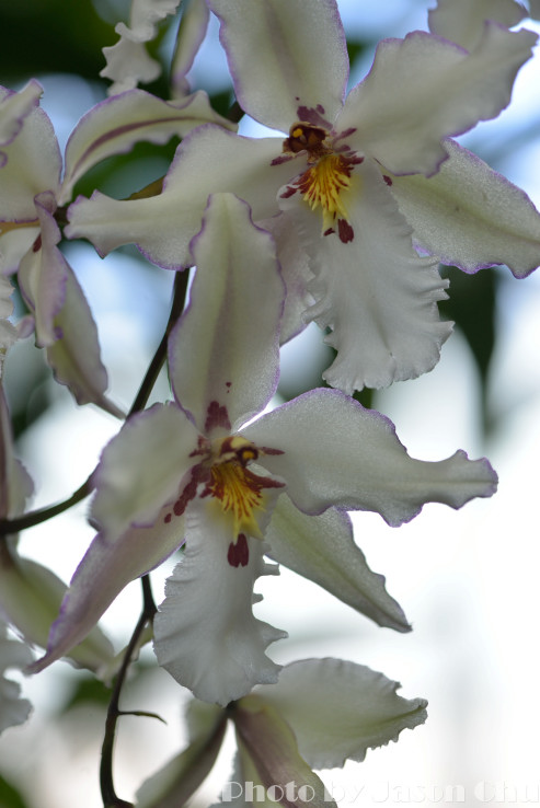 DSC_2238.JPG
