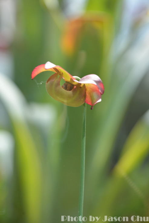 DSC_2388.JPG