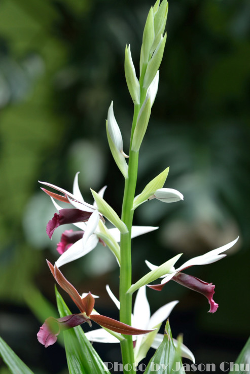 DSC_2426.JPG
