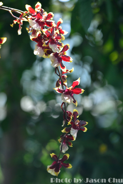 DSC_2232.JPG