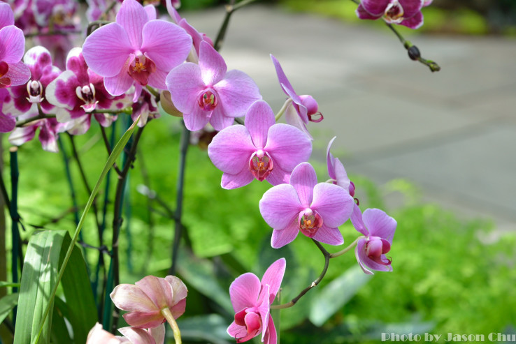 DSC_2433.JPG