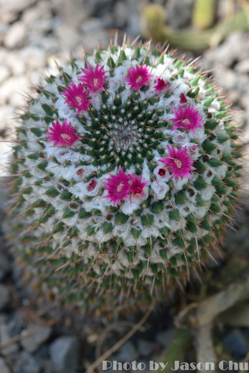 DSC_2367.JPG