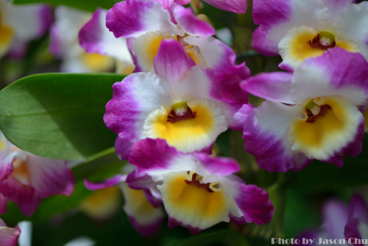 DSC_2398.JPG