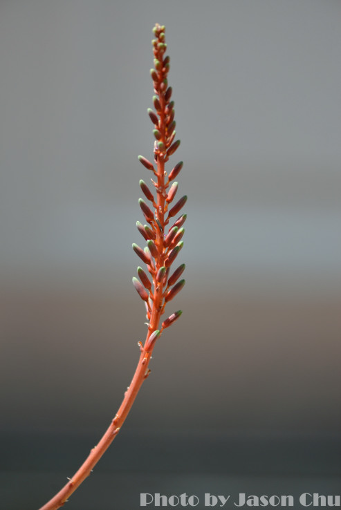 DSC_2373.JPG