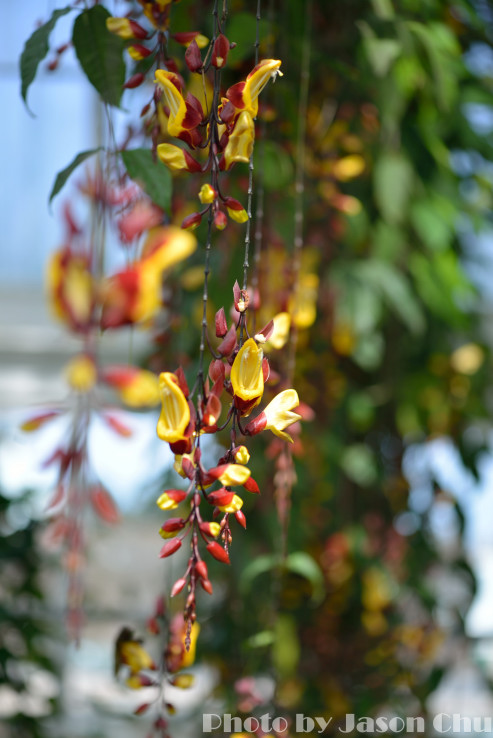 DSC_2250.JPG
