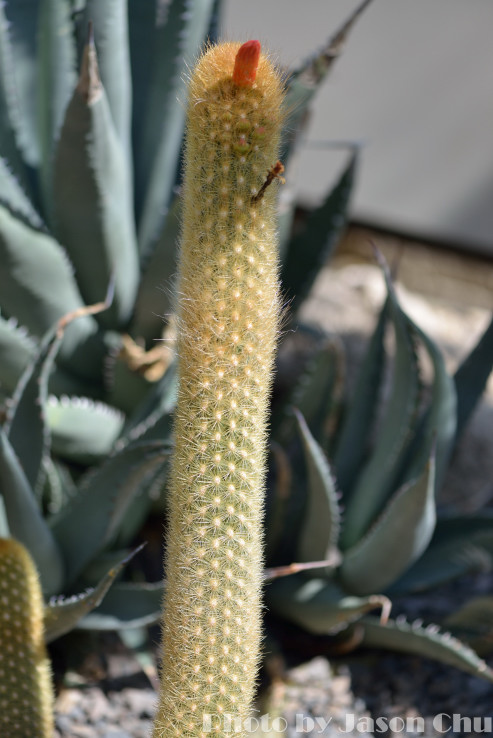 DSC_2351.JPG