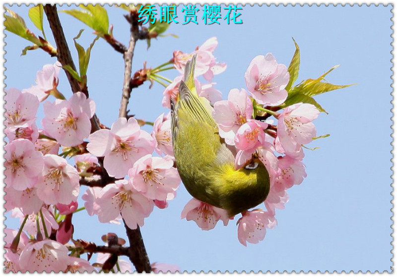 0CA5800SC.jpg