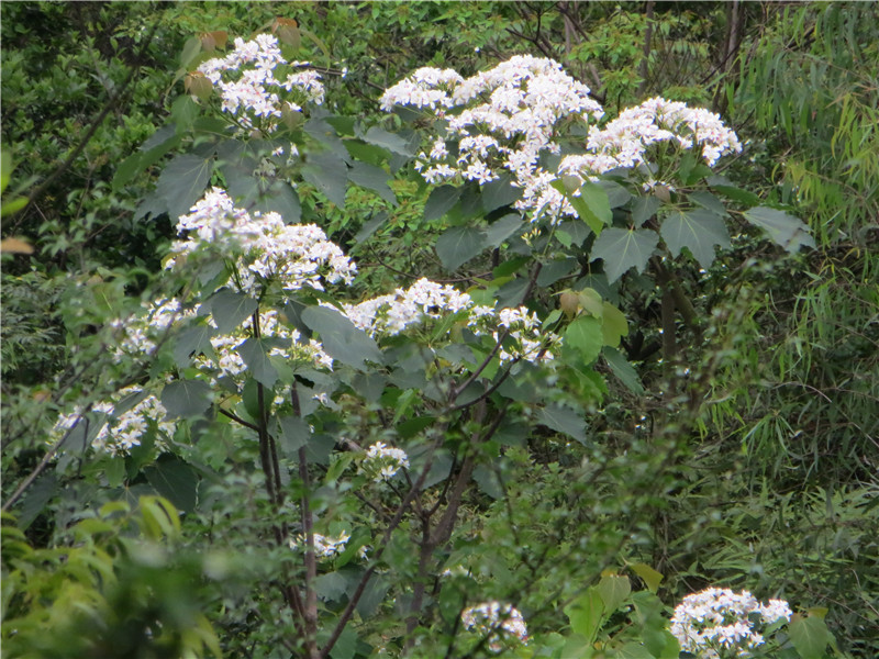 IMG_7525.jpg