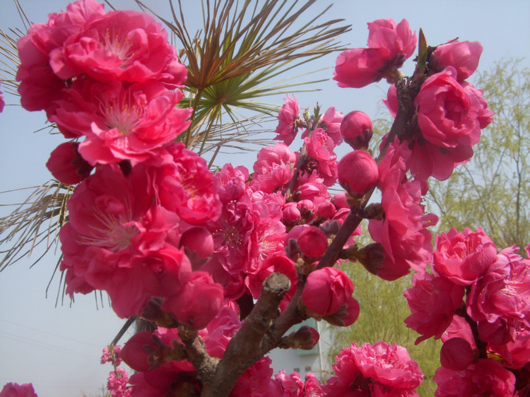 桃花红了.jpg