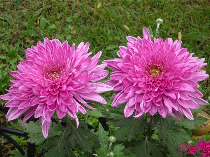 DSC_0424_conew1.jpg