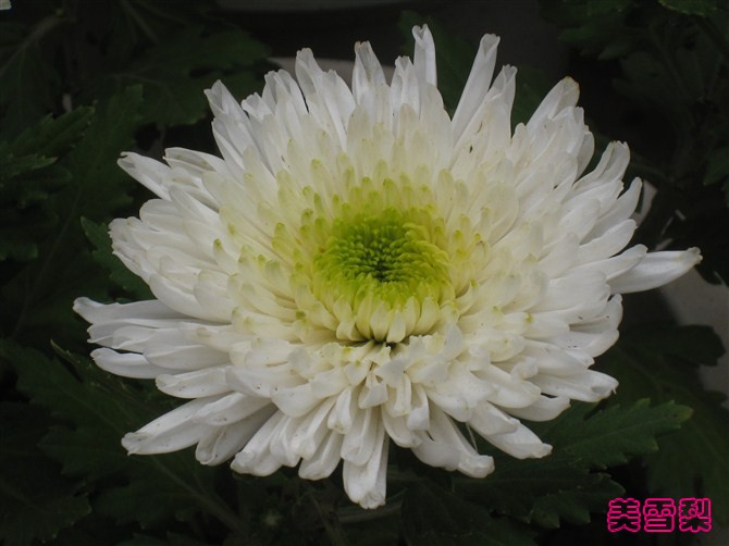 DSC_0448_conew1.jpg