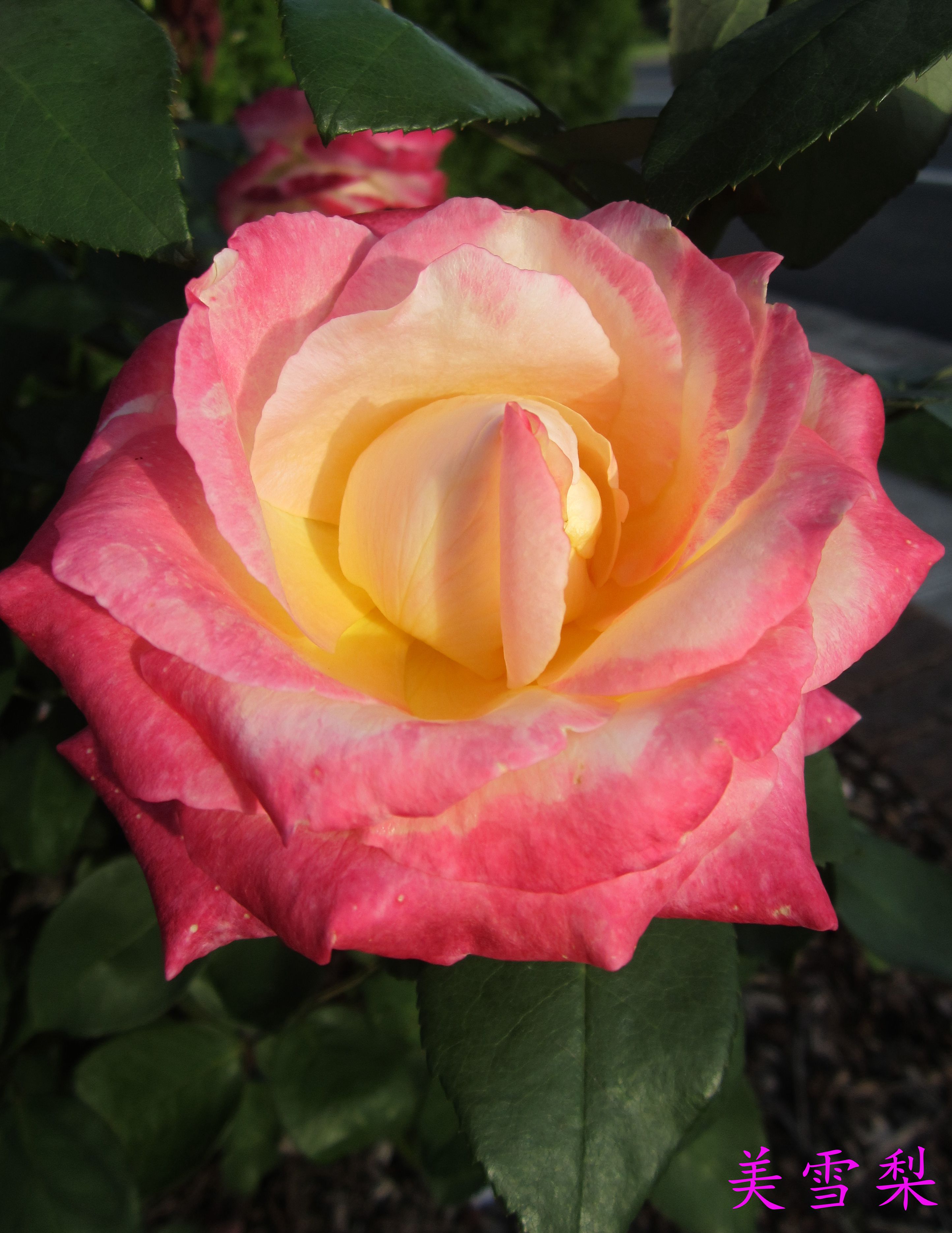 IMG_6980.JPG