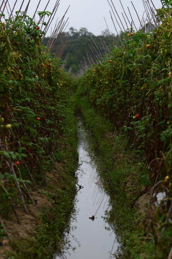 DSC_0233.JPG