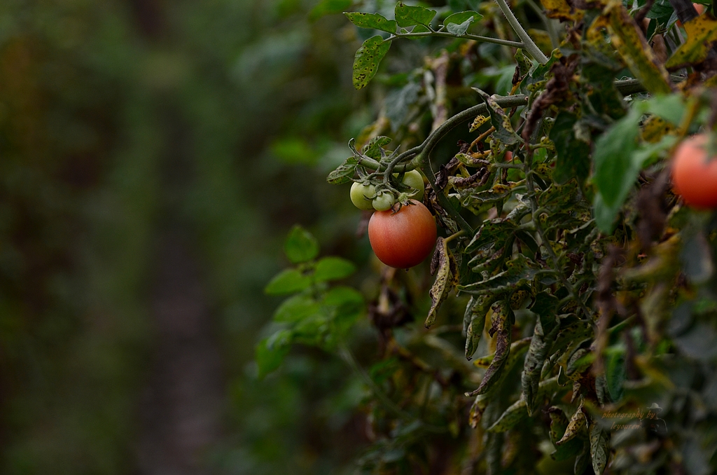 DSC_0231.JPG