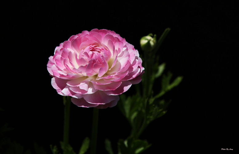 IY7A3020-28x18_.jpg