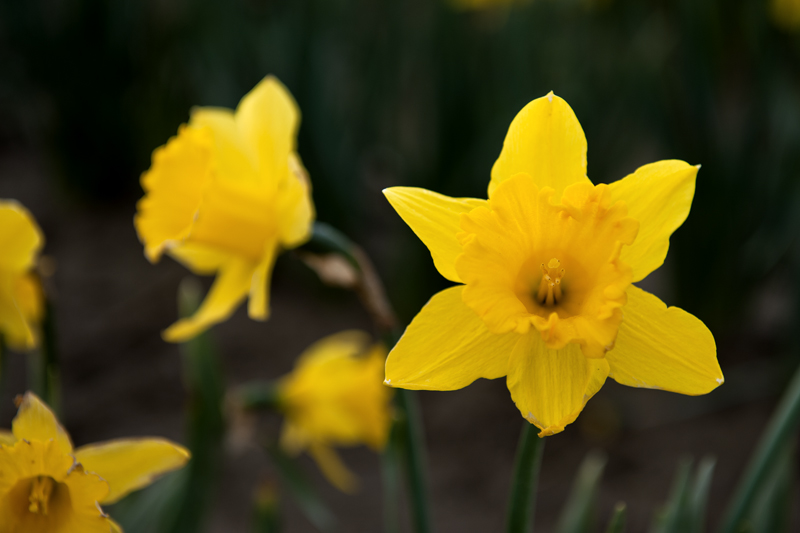 NSH_9305aa.jpg