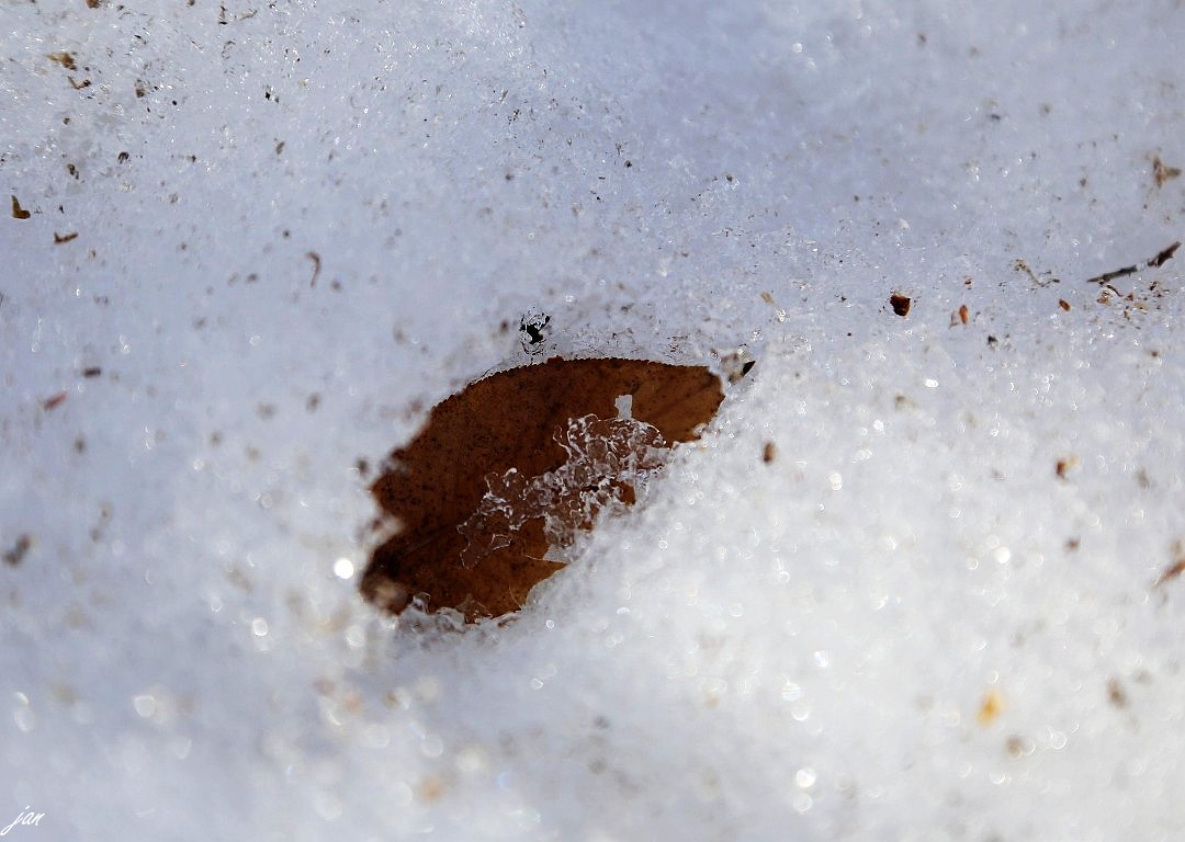 IMG_4086..jpg
