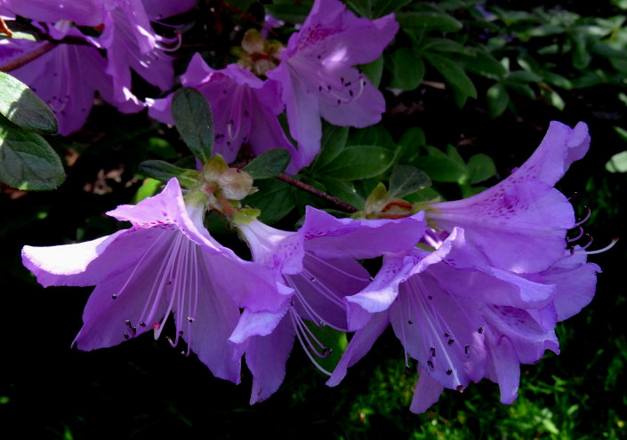 DSC01361m_1.jpg