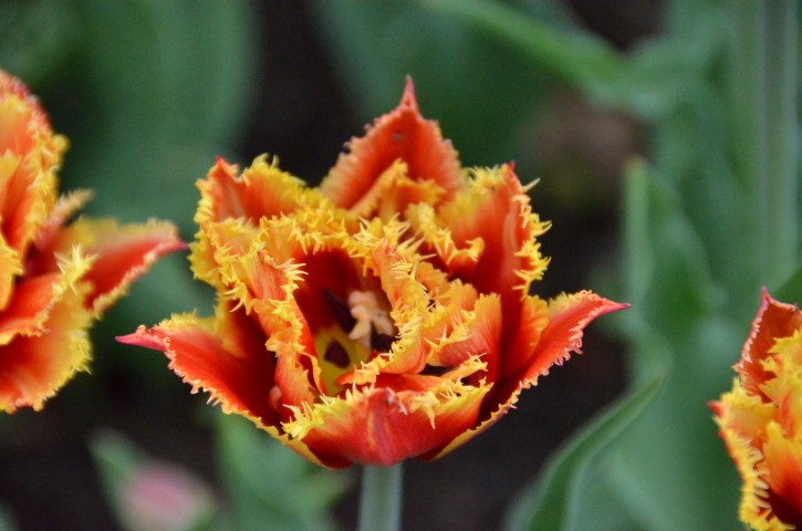 DSC_4473 (Small).JPG