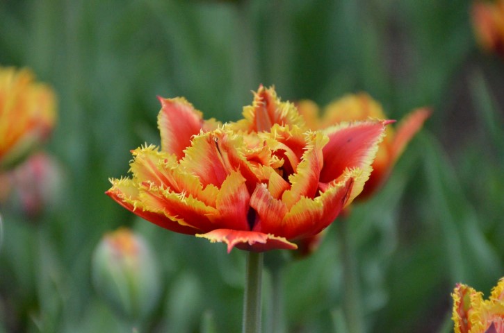 DSC_4471 (Small).JPG