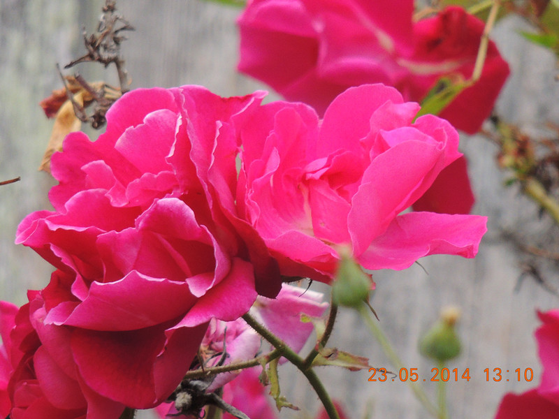 flowers 2014 1037_.jpg