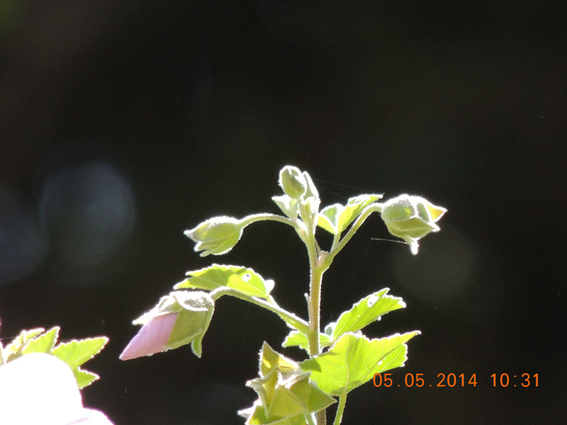 flowers 2014 980_.jpg