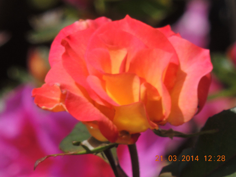 flowers 2014 594_.jpg