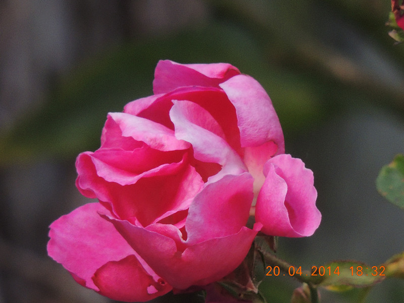 flowers 2014 941_.jpg