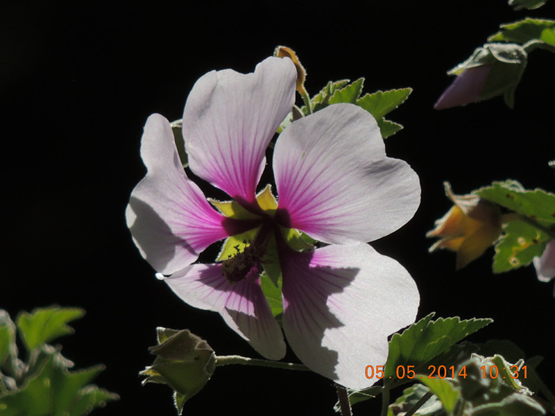 flowers 2014 981_.jpg