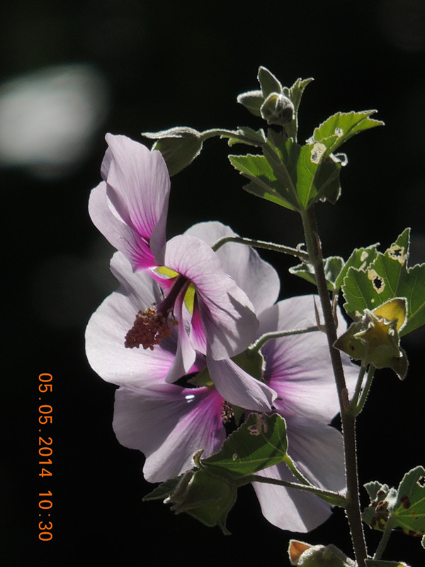 flowers 2014 974_ת_.jpg