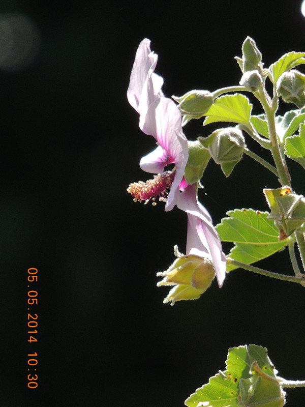 flowers 2014 972_ת_.jpg