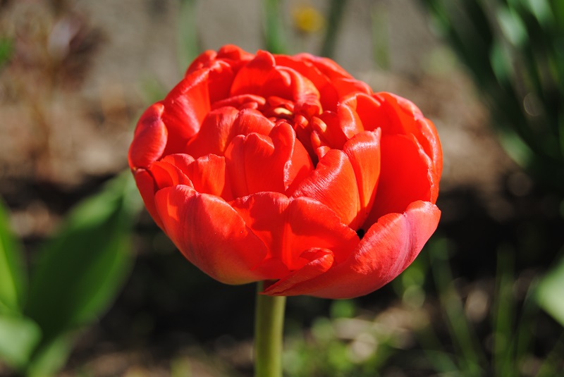 DSC_0917.JPG