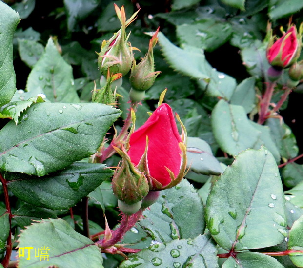 IMG_0084mn.jpg