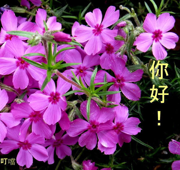 IMG_0034m_1.jpg