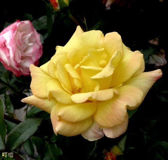 DSC01533m.jpg