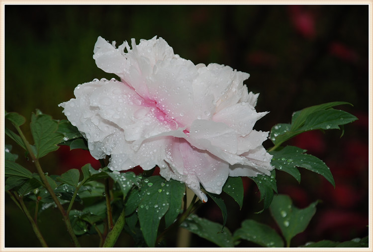 DSC_0015.jpg