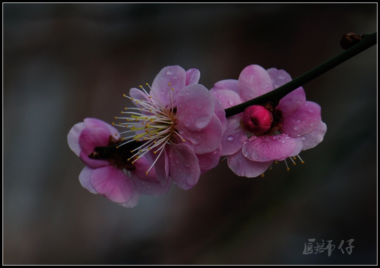 DSC_4104.jpg