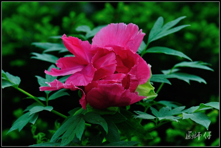 DSC_6129.jpg