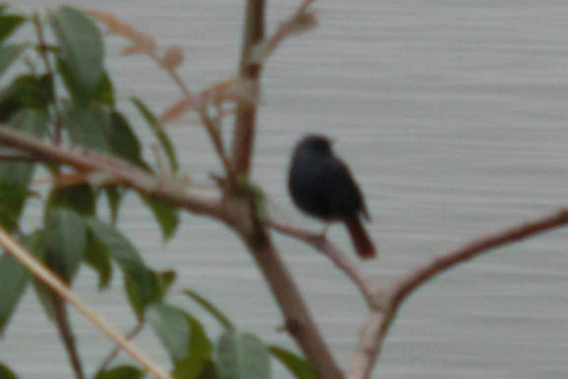 CIMG0561.JPG