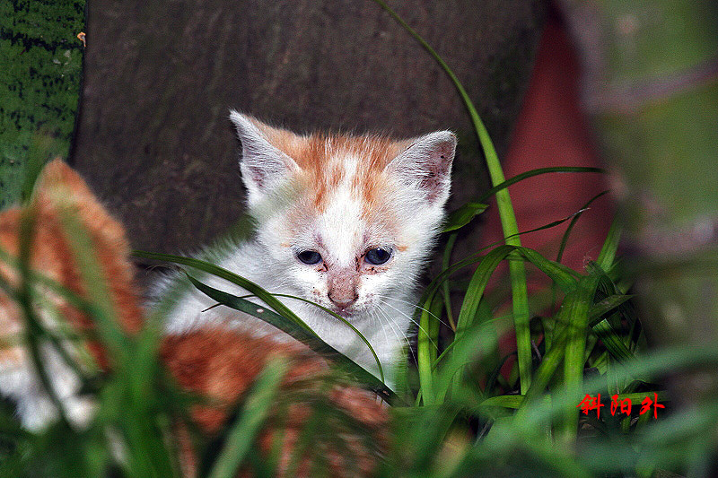 _MG_80992014--5.2_.jpg