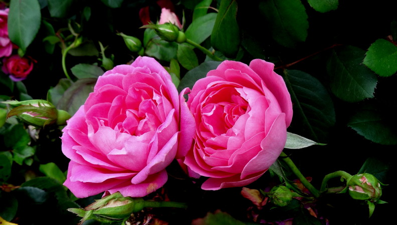 DSC01541m.jpg
