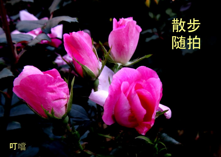 DSC01509g.jpg