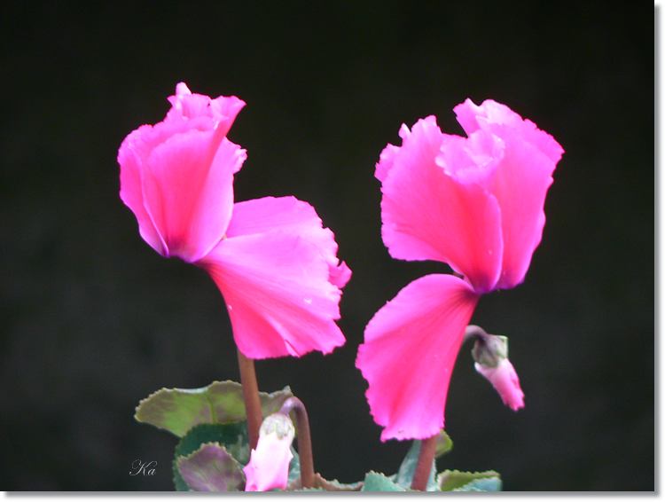 Flowers 01--05--14 016.jpg