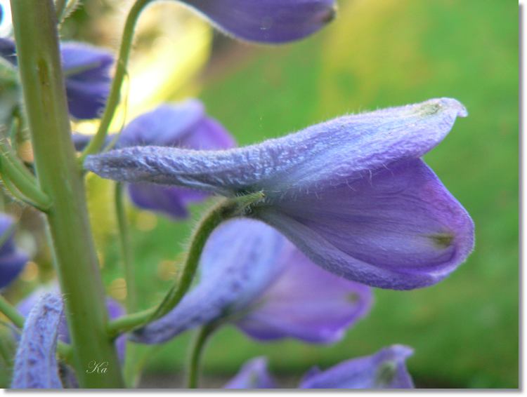 Flowers 05--05--14 242.jpg