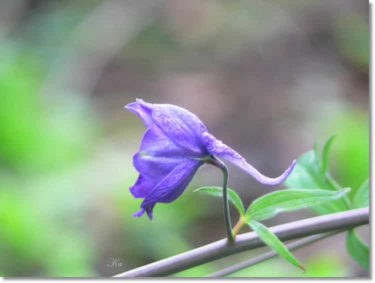 Flowers 10--04--14 512.jpg