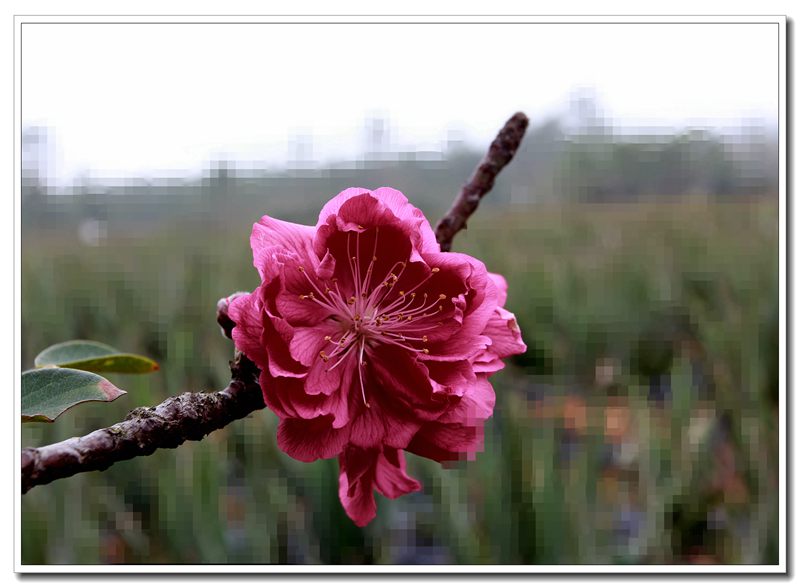 IMG_2907_副本.jpg