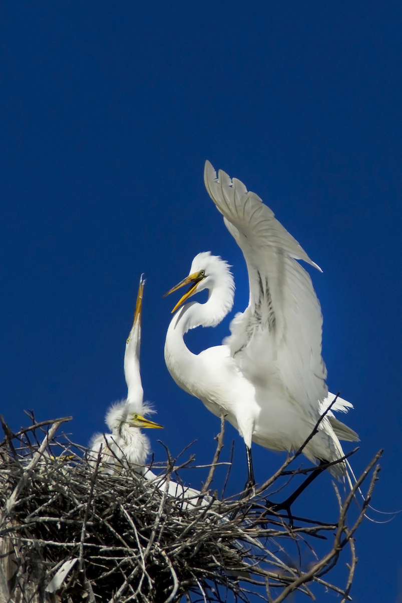 DSC_4622.jpg