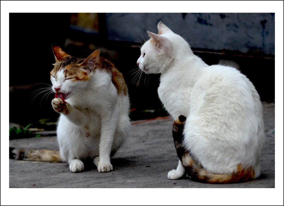 DSC_2081_conew1.jpg