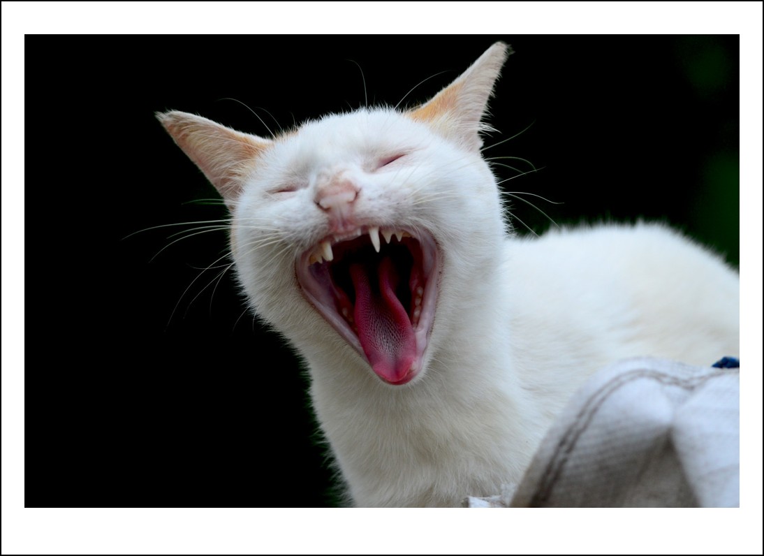 DSC_2054_conew1.jpg