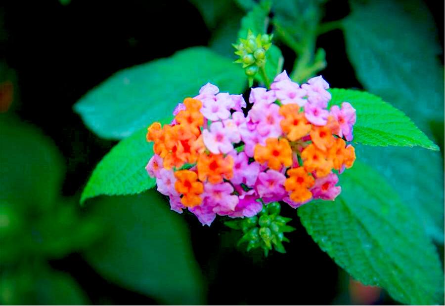 2_48796_f94f8d433bc947a.jpg